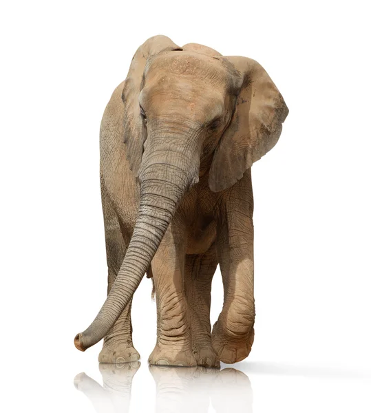 Ritratto di un elefante — Foto Stock